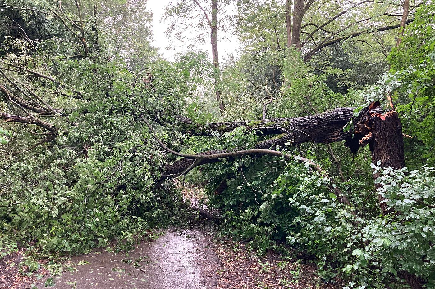 Baum zwischen VK-Wehrden und Hostenbach Baum zwischen VK-Wehrden und Hostenbach